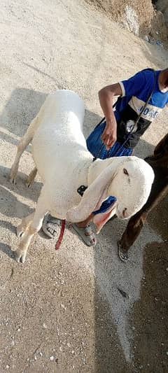 me Apna larkhana dumba sell kr rha hn JIS Bhai ko Lena ho wo rabta kry
