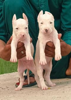 guwahati gulter pair 40 days for sale