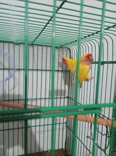 Lovebirds Albino B2. . common lutino. . . green fisher. . . Decino