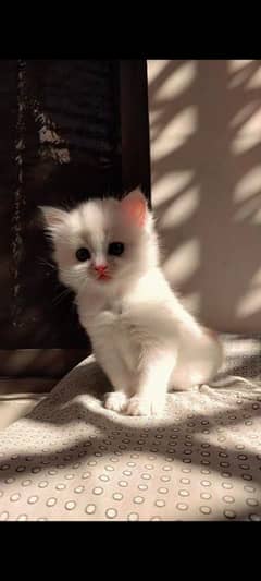 kittens available for sale
