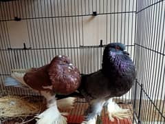 ghubara kabuter pair