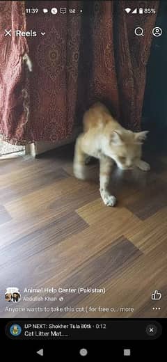 semi persian disabled cat (Free without single rupie)