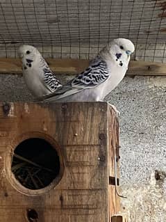 TCB king size pair ( white )