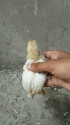 PURE ASEEL CHICKS