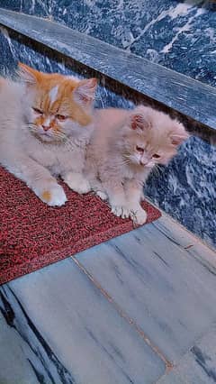 female cat with female kitten available
