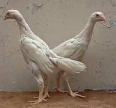 king size/ shamo chicks/high top quality/white shamo/pure aseel chicks