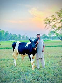 Friesian Breeder Bull for sale