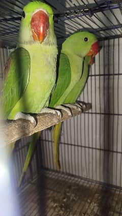handtame parrot available