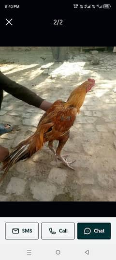 Aseel pure mia wali