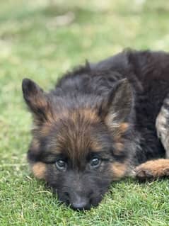 German Shepherd Puppy | Long Coat | GSD | German Shepherd Female | Dog