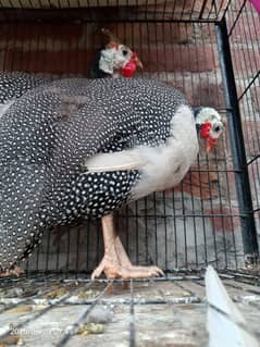 Grey Guinea fowl breeder Pair.