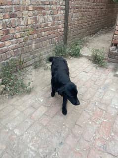 Labrador