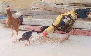 Narowal