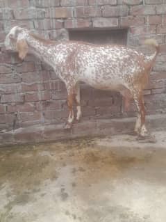 dasi