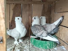 Breeder Pair with male baby total 3
