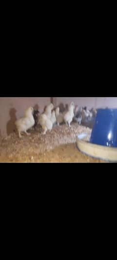 poilsh chick age 10 days old mix color