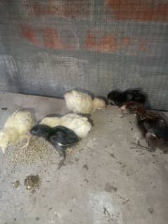 heera crass aseel chicks for sell