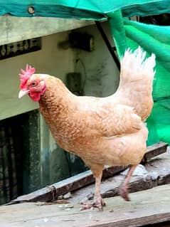 Desi