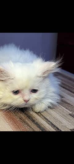 Persian Ragdoll kittens