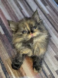Persian