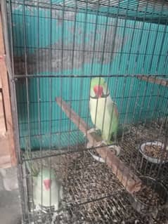 raw parrot breeder pair