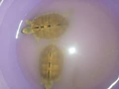1 pair turtle emergency sale please contact us