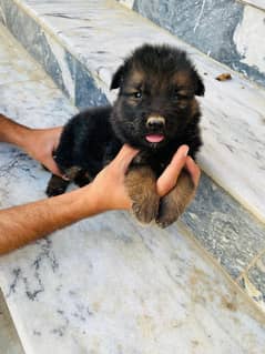 German shepherd
