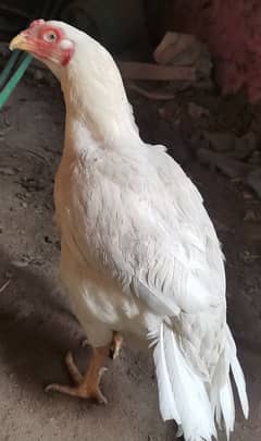 heera aseel paper white triple nok