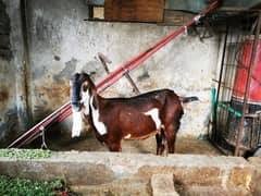 beetal bakri 1 bachay k sth