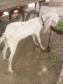 rajanpuri