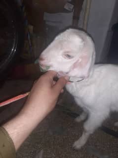 Female Goat Kid