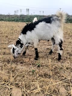 Qurbani ka bakra