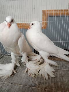 Pigeon  pom and Norwich chicks