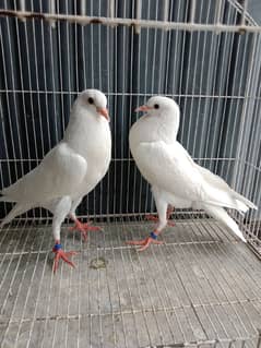 Pigeon