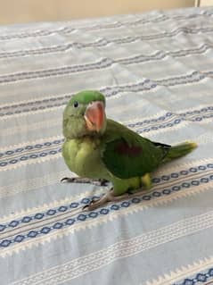 Indian Raw Parrot Pahari