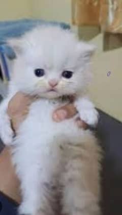 2 punch face triple coat white color kittens