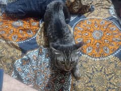 kitten