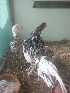aseel murgha aur murgiya for sale