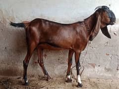 healthy and active dasi bakra