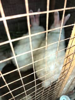 male female pair hai