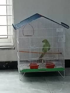 green parrot hand trained
