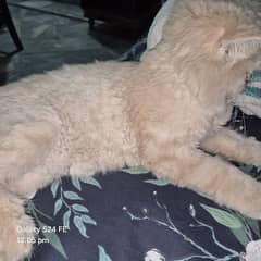 Persian cat age 1 year