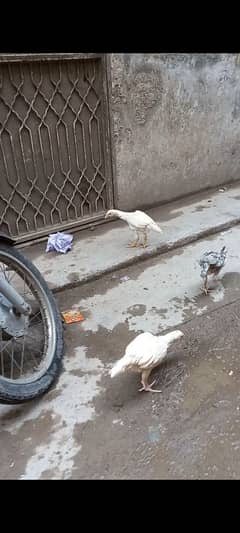 aseel heera, chick's heera, heera aseel, heera chick's ,patha heera,