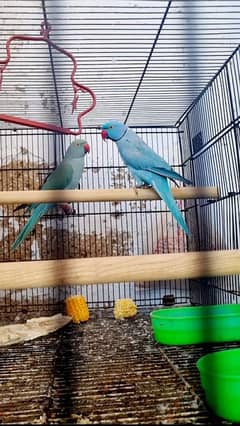 ringneck