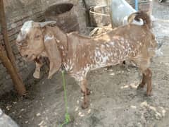 for sale number 03244591422