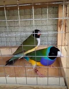 Goldian breedar Pair