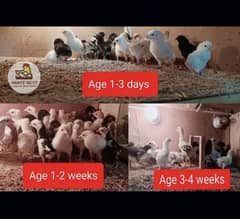 Aseel Lakha pure breed Chicks 1000