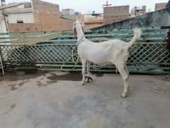 rajan puuri gulabi
