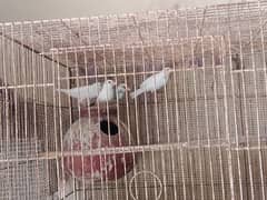 jva Finch for sale 5 females hain