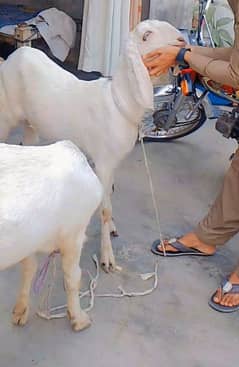 pair of white Rajanpuri mix